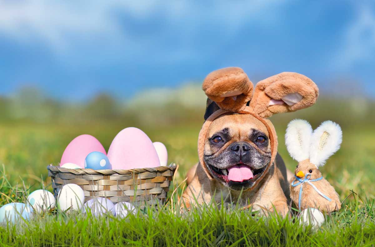 Cute Easter dog and chick