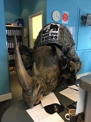 Rhino in Access office