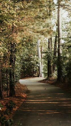 road through forest