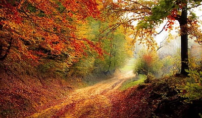 Farm track with autumn trees