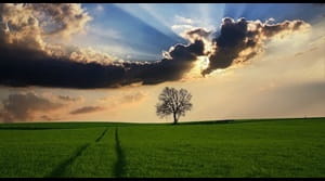 Single tree in field with sunset sky