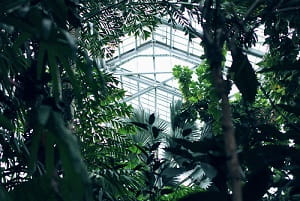trees in building atrium