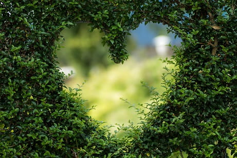 tidy hedge with heart shaped hole