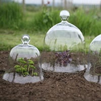 glass cloche as a mini greenhouse