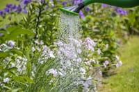 watering can watering plants