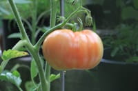 beef tomato on vine