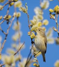 Bird in bush