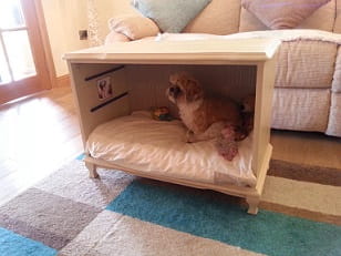 small dog in table basket