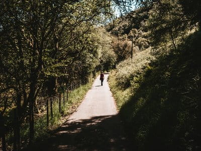 Forests, one of the best walks near Basingstoke