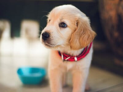 How to puppy proof your house