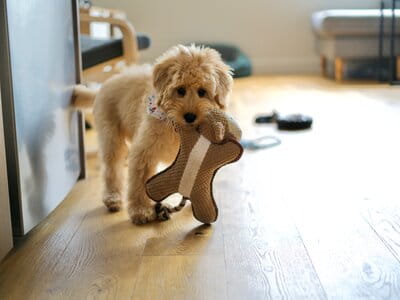 How to puppy proof your house