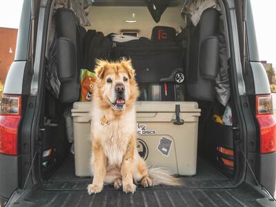 A person carrying their pet while moving with a dog