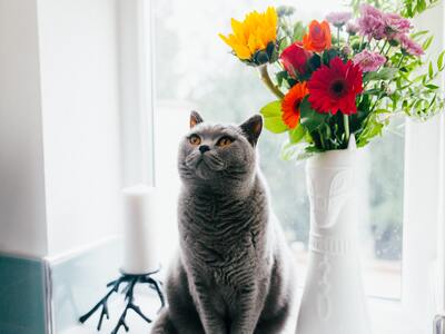 A cat settling into a new home
