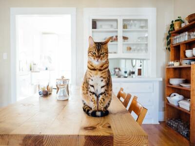 A cat settling into a new home