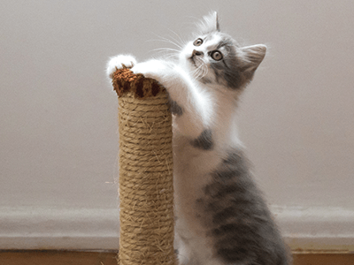 An image of a kitten scratching a post for our blog on cat proofing your home