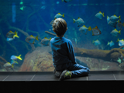 An image of a child at the aquarium for our page on the top Bristol attractions for families