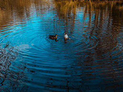 An image of ducks in a pond at Epping Forest for our blog on nature reserves in London