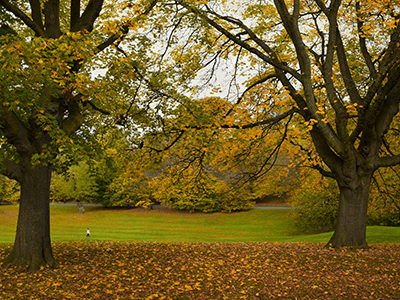 An image of people walking through a forest for our blog on nature reserves in London