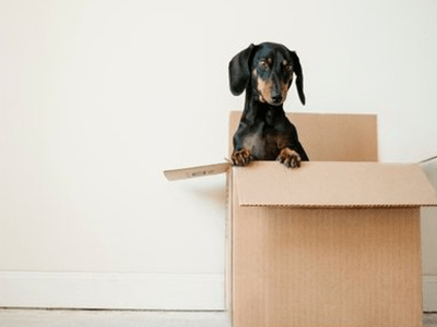 An image of a dog in a box for the Access guide to moving house with pets