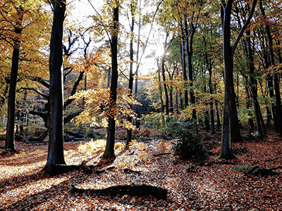 An image of Swinley Forest for our page on walks in Bracknell